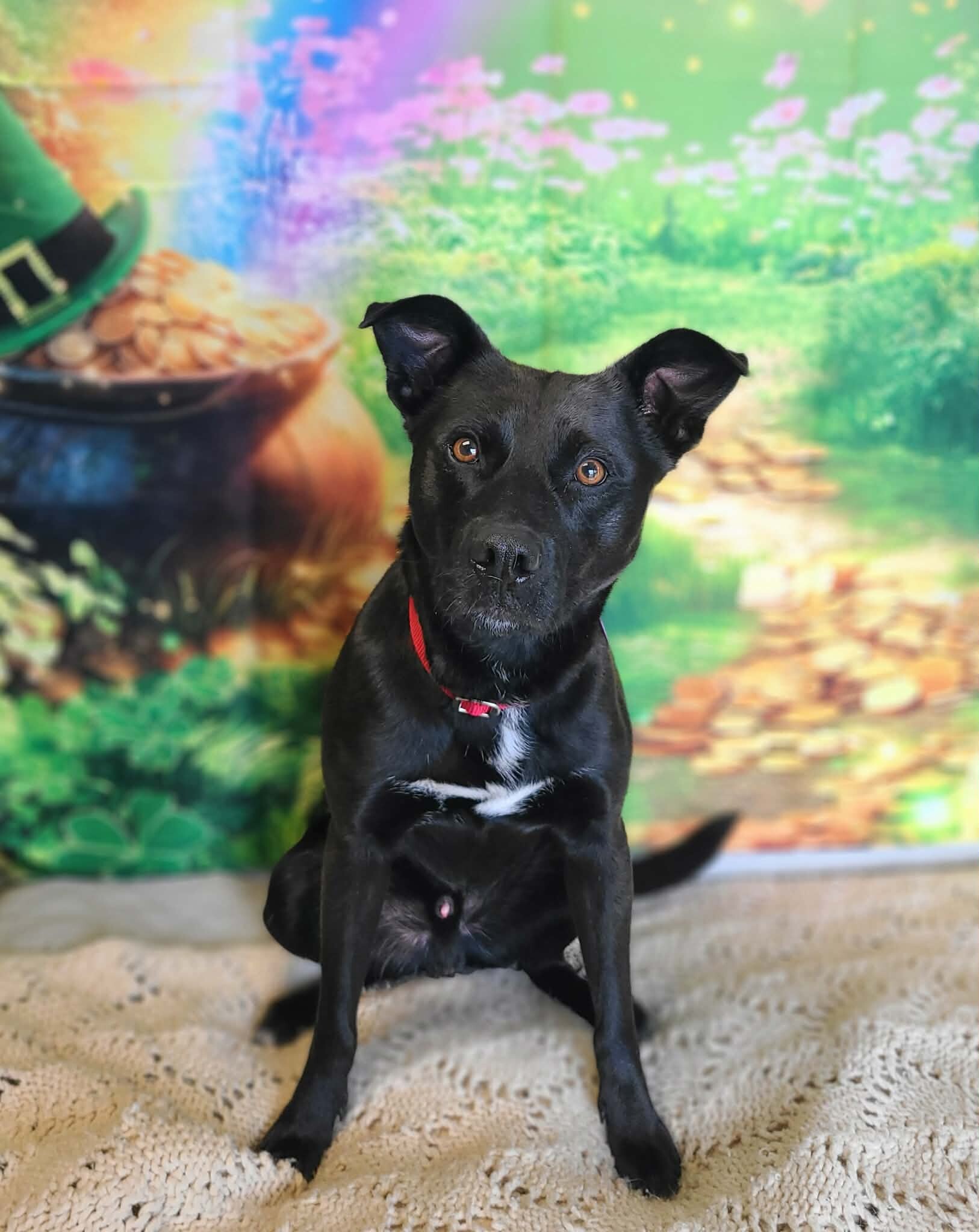 Picture of the Animal Listed